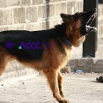 A dog with the ACCC logo on it